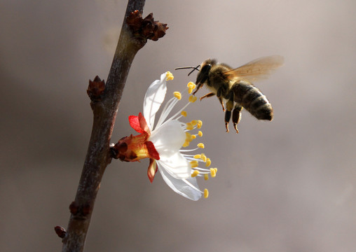 蜜蜂采蜜