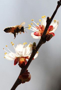 蜜蜂采蜜