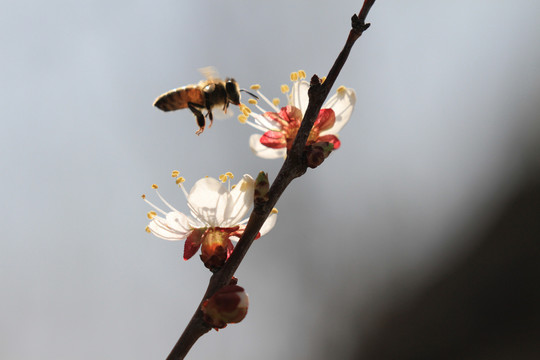 蜜蜂采蜜