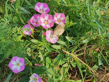 牵牛花与蝴蝶