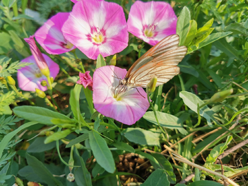 牵牛花与蝴蝶