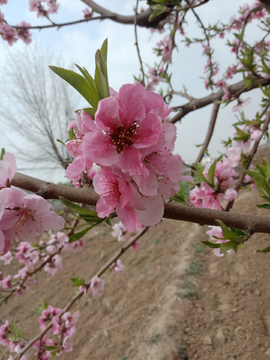 桃花