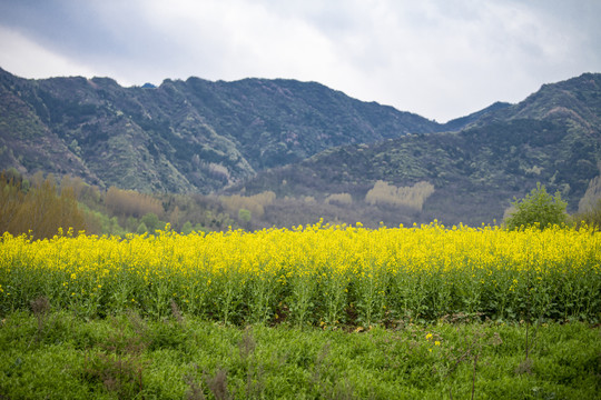 油菜花