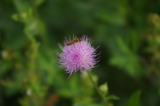 野蜂与刺儿菜花