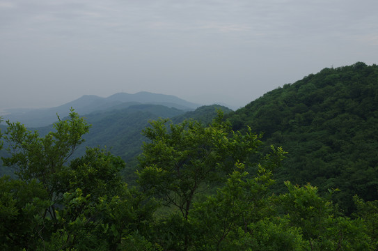 青山绿树