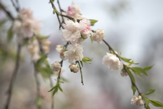 垂枝桃花