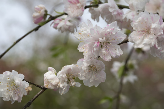 粉红桃花