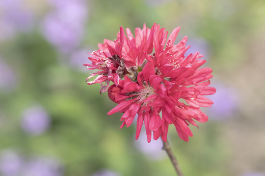 菊花桃