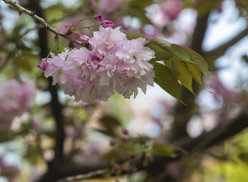 粉红樱花