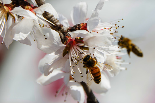 吊在桃树花蕊上的两只蜜蜂