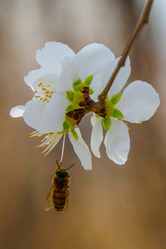吊在杏树花花蕊下的一只蜜蜂