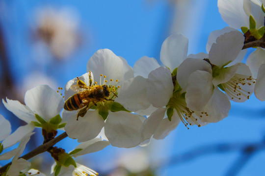 落在杏树花花蕊上的一只蜜蜂