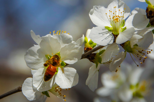 杏树花枝与花蕊上的一只蜜蜂