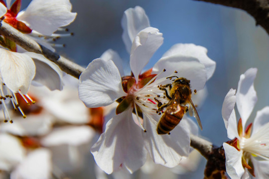 一朵桃树花与花蕊上的蜜蜂