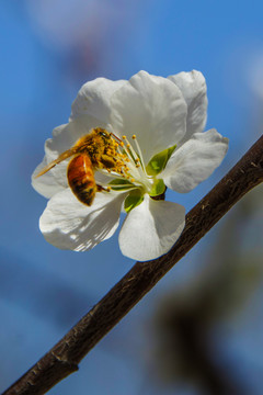 一朵杏树花与花蕊上的蜜蜂