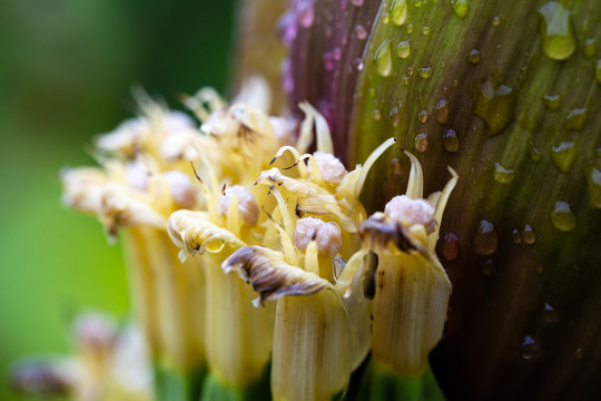 芭蕉花