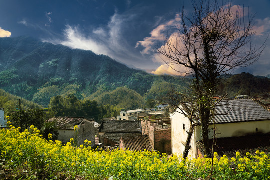 山村油菜花