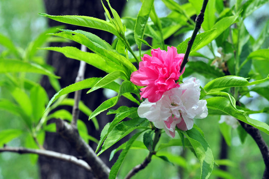 南京总统府花园桃花