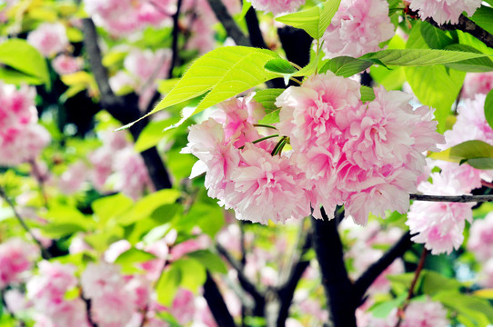 南京总统府樱花