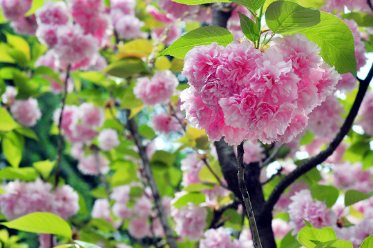 南京总统府樱花