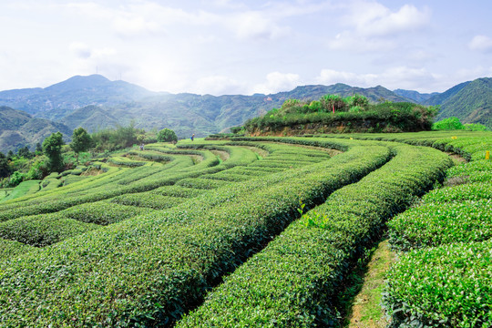 茶叶基地