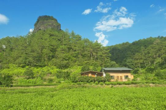 武夷山茶园美景