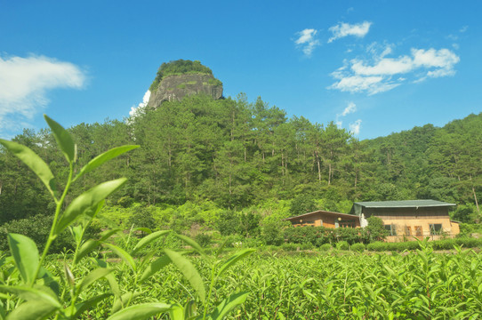 武夷山茶园印象