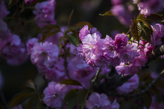 樱花