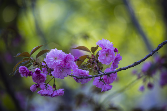 樱花