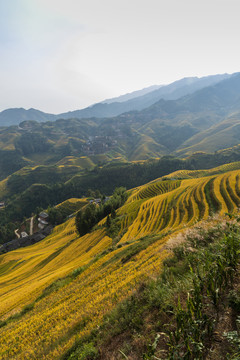 美丽的龙脊梯田自然风光