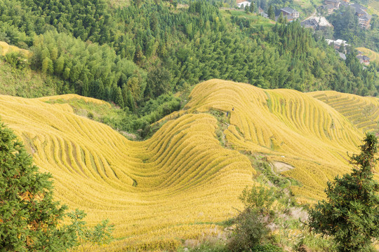 美丽的龙脊梯田自然风光