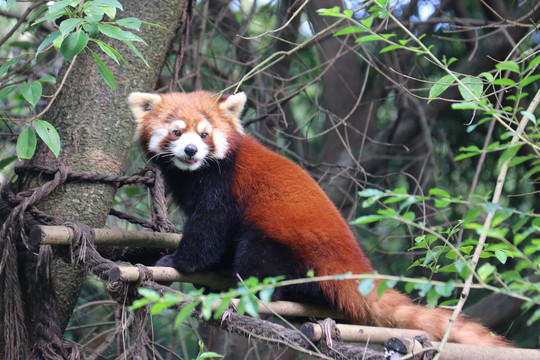 小熊猫