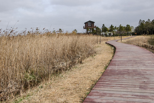 中国上海崇明岛东滩湿地公园景观