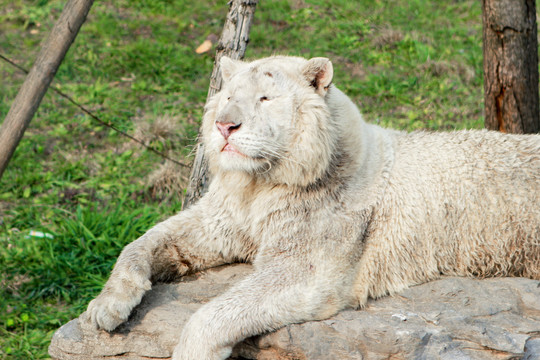 动物园里的白狮子