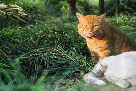 公园里可爱的野猫