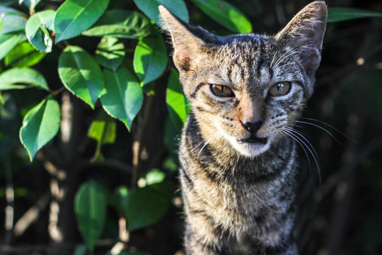 公园里可爱的野猫