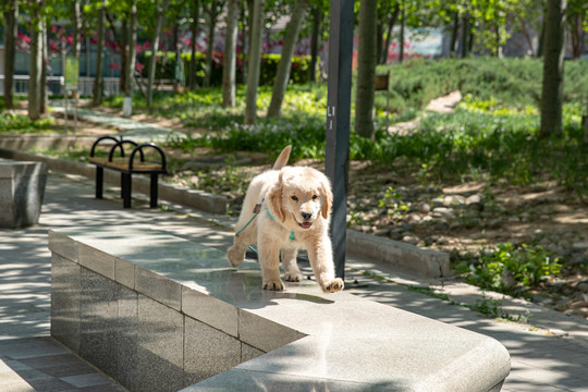 宠物金毛犬