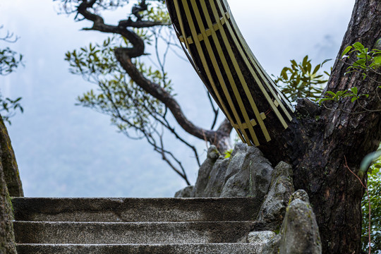 台阶松树