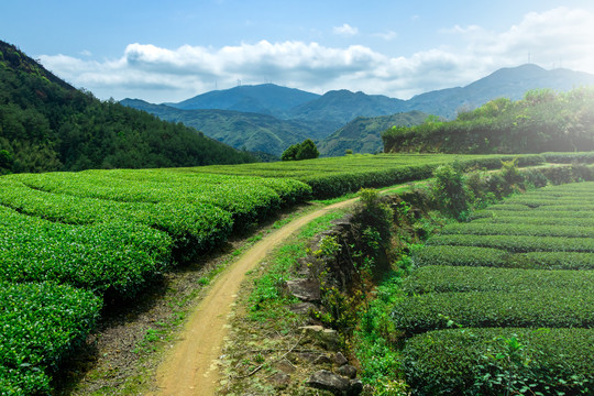 茶园风光