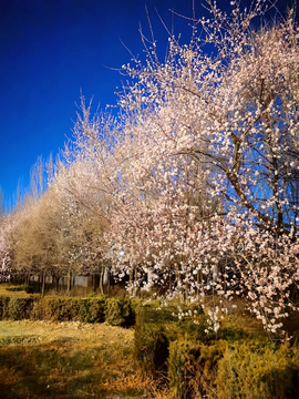 一树桃花