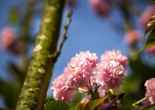 樱花