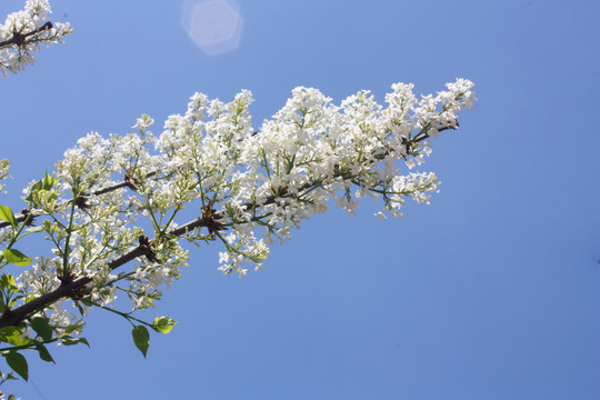 丁香花