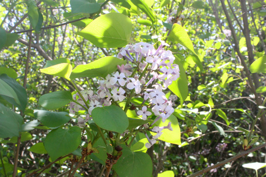 丁香开花