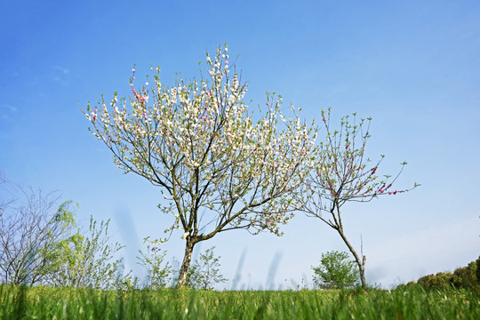 桃花