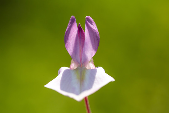 花卉素材