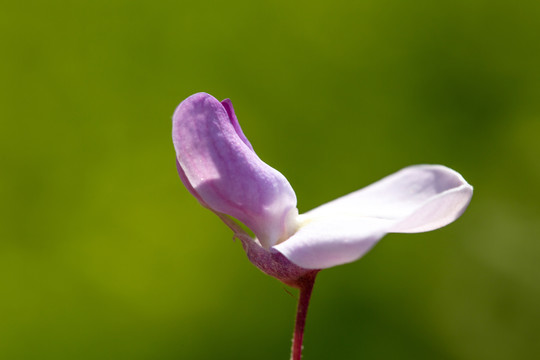 花卉素材