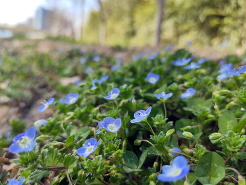 小蓝花