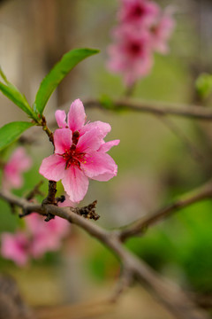 桃花