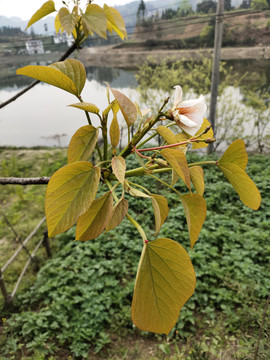 油桐花