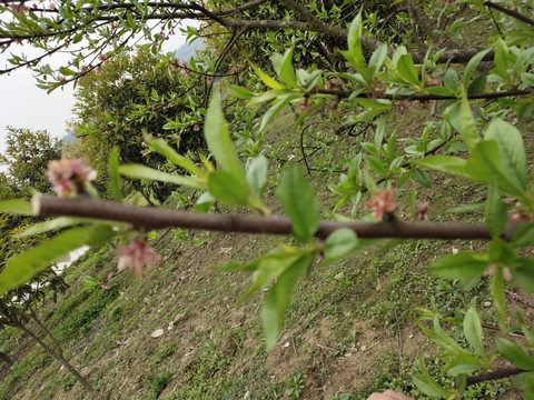 桃花枝叶